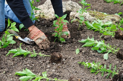 Garden maintenance in Grange Park with tidy flower borders