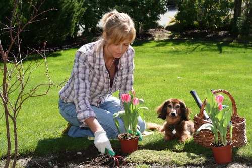 Detailed garden maintenance work improving plant health and structure