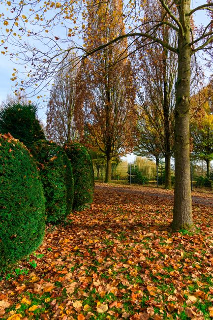 A pathway in a park during autumn, with the ground covered in a layer of fallen leaves in shades of orange, yellow, and brown. On the left side, neatly trimmed, rounded evergreen shrubs line the path,