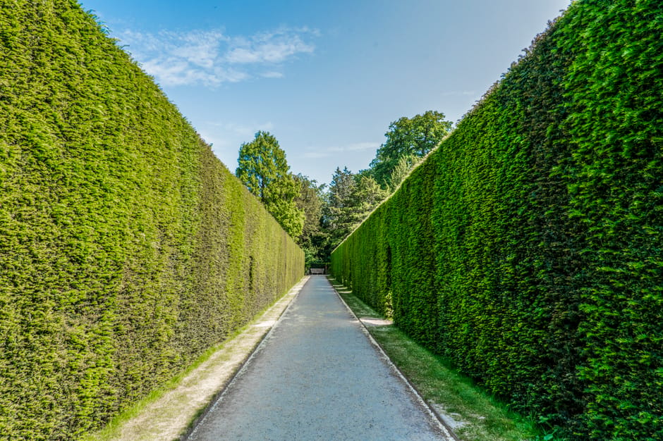 A pathway in a park during autumn, with the ground covered in a layer of fallen leaves in shades of orange, yellow, and brown. On the left side, neatly trimmed, rounded evergreen shrubs line the path,