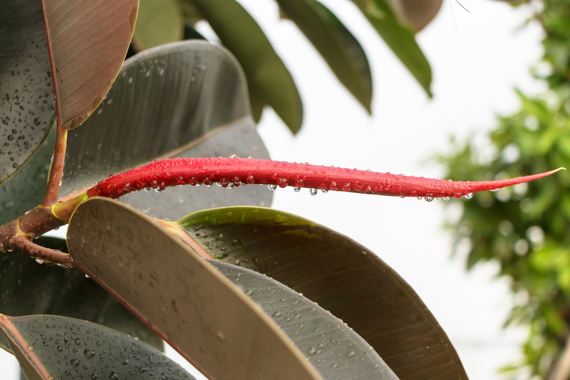 garden design landscape design