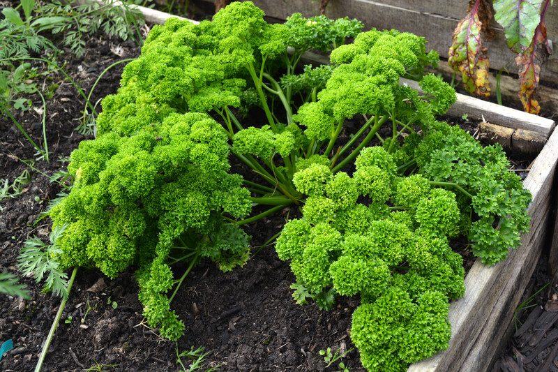 garden design landscape design